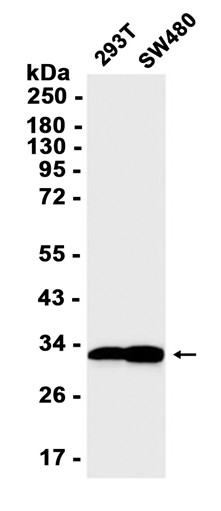 AYD13861