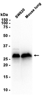 AYD11805