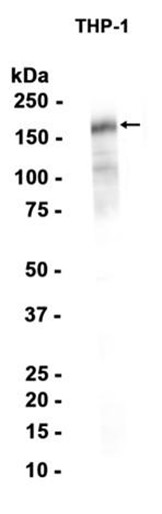 CD13 (YD18974) Rabbit mAb