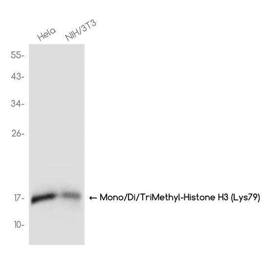 Mono/Di/TriMethyl-Histone H3 (Lys79) (YD31398) Rabbit mAb