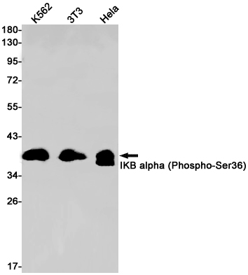 Phospho-IKB alpha (Ser36) (YD19043) Rabbit mAb