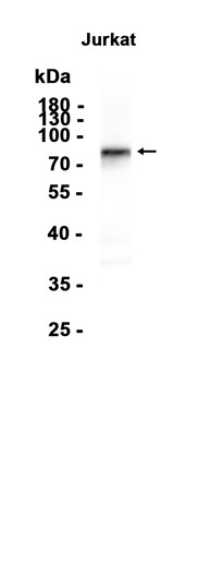 AYD15102