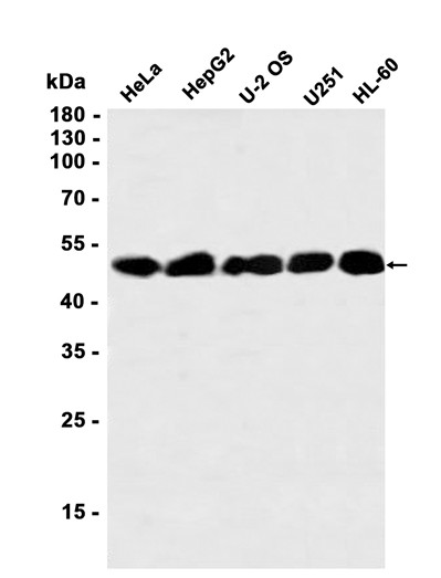 AYD14475