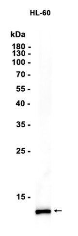 AYD15853
