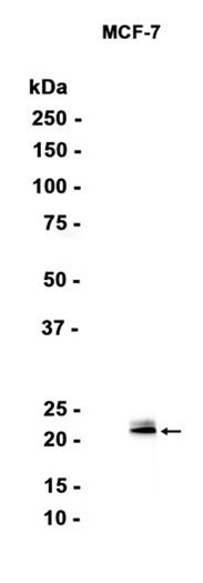 AYD15966