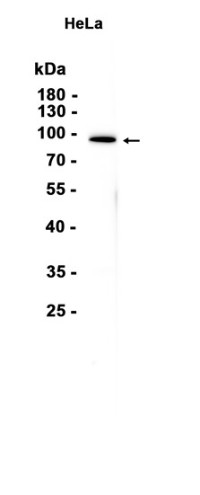 AYD16053