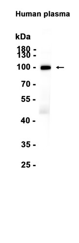 AYD13444