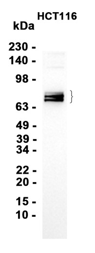 Phospho-PAK4 (Ser474)/PAK5 (Ser602)/PAK6 (Ser560) (YD32661) Rabbit mAb