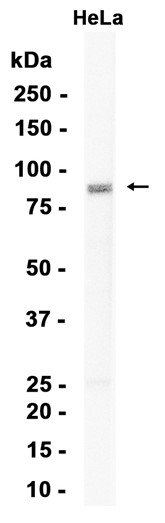 AYD13157
