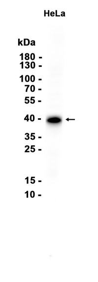 AYD14488