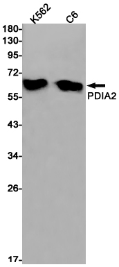 AYD11260