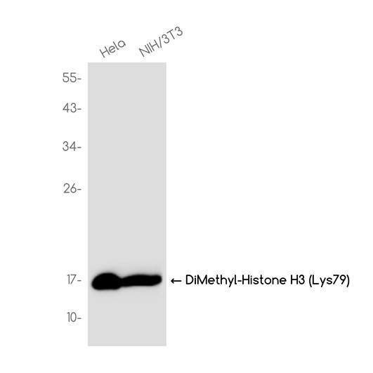 DiMethyl-Histone H3 (Lys79) (YD20858) Rabbit mAb