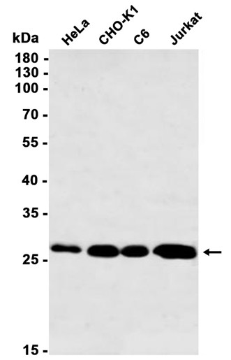AYD11166
