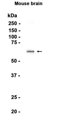 AYD14585