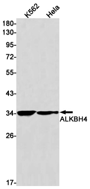 AYD14941