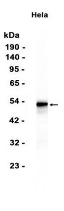 AYD12310