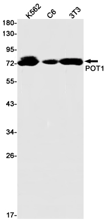 AYD11482