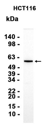 AYD13737
