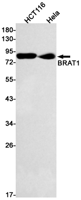 AYD12994