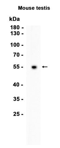 AYD13408