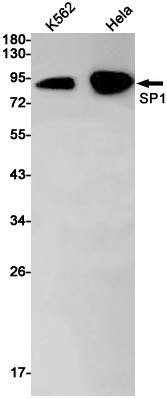AYD14645