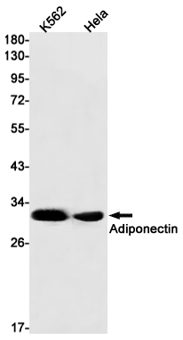 AYD11730