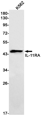 AYD13937