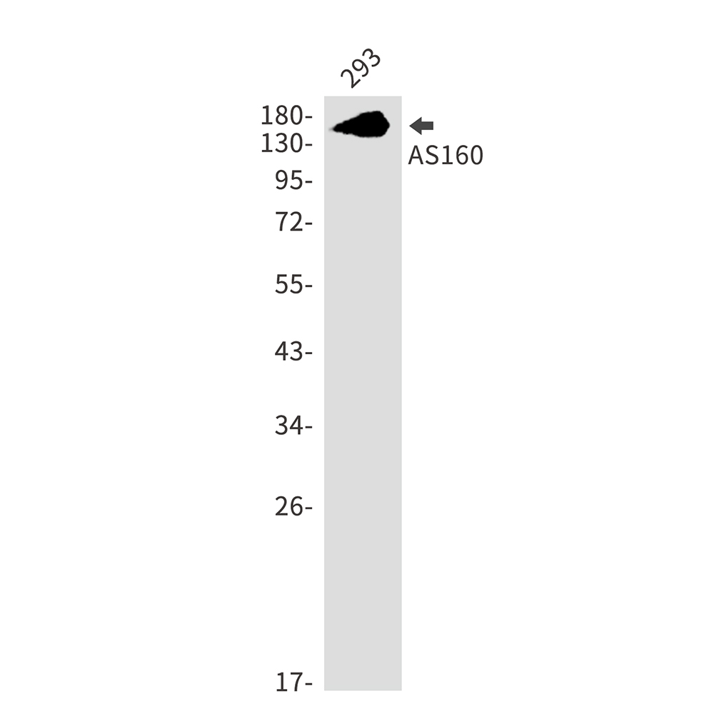 AYD11953