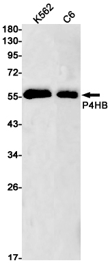 AYD11044