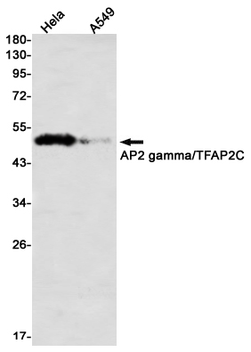 AYD12795