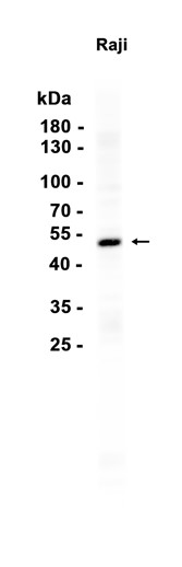 AYD16320