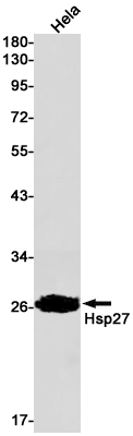 AYD13418