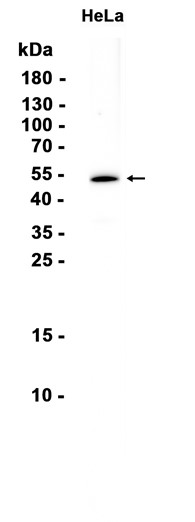 AYD13187