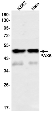 AYD13609