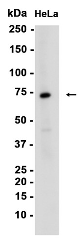 AYD12186