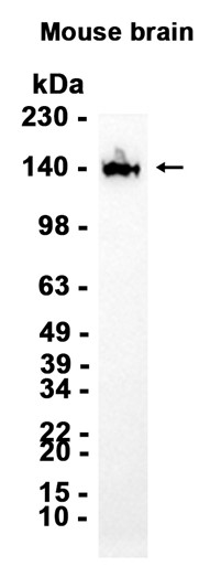 AYD13619