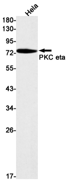 PKC eta (YD19544) Rabbit mAb