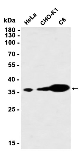 AYD11068