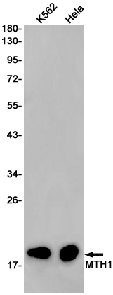 AYD13848