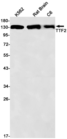 AYD13847