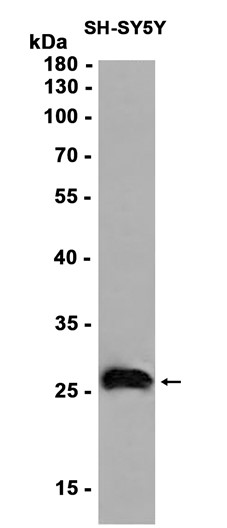 AYD11195