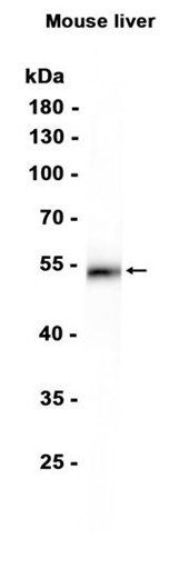 AYD14621