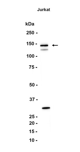 AYD12567