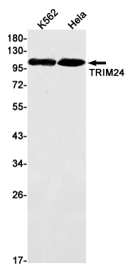 AYD12448