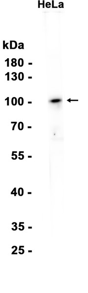 AYD12077