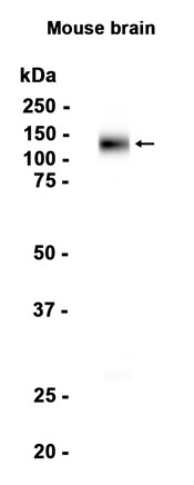 AYD14957
