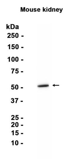 AYD15741