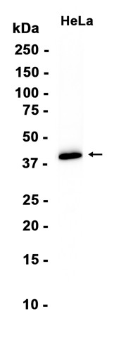 AYD16360