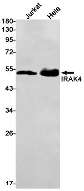 AYD11107