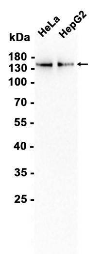 AYD14340